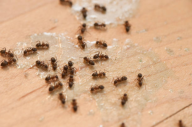 Reliable Winfield, MO Pest Control Solutions